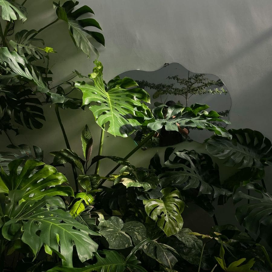 25374-ttlid-2463-houseplants-ready-to-split-this-fall-t1