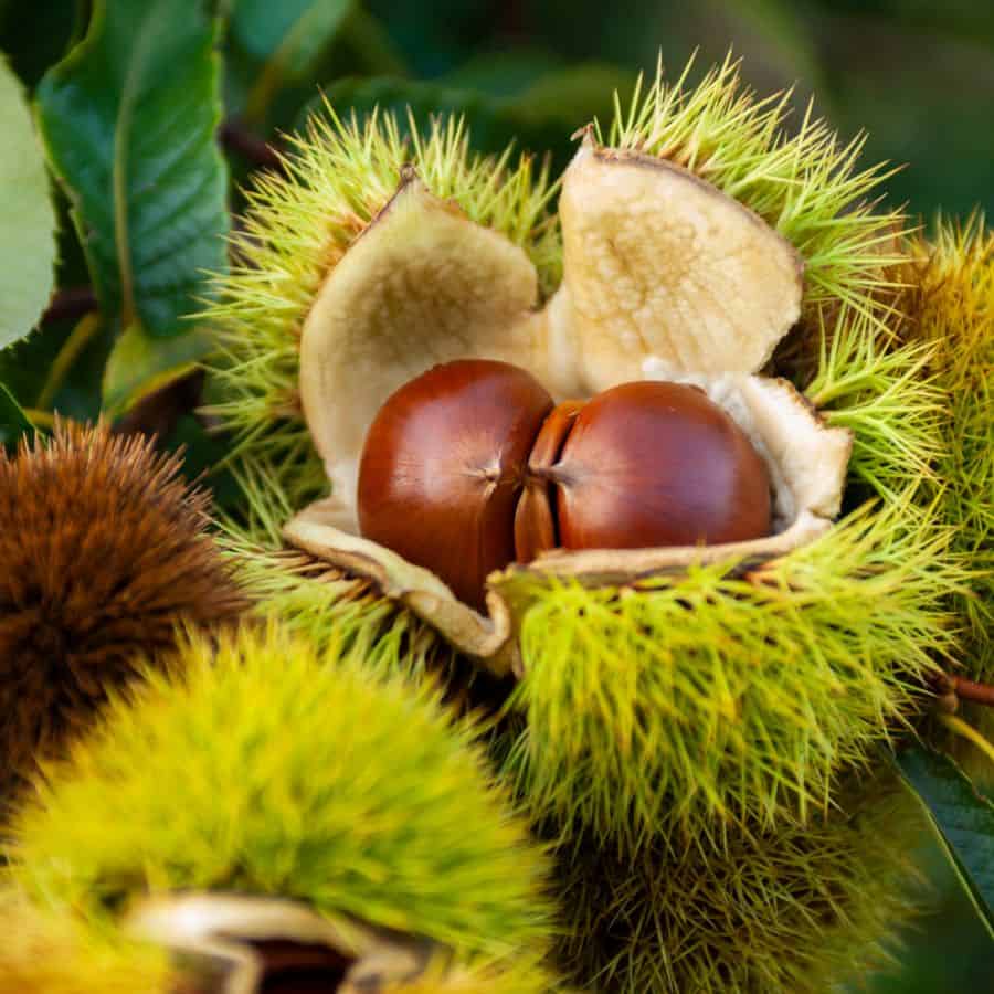 25882-ttlid-2646-wild-chestnuts-for-home-t1
