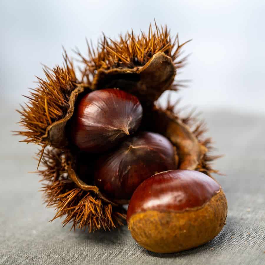 25882-ttlid-2647-wild-chestnuts-for-home-t1