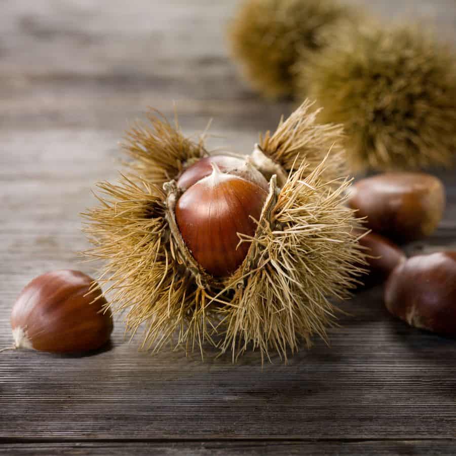 25882-ttlid-2648-wild-chestnuts-for-home-t1