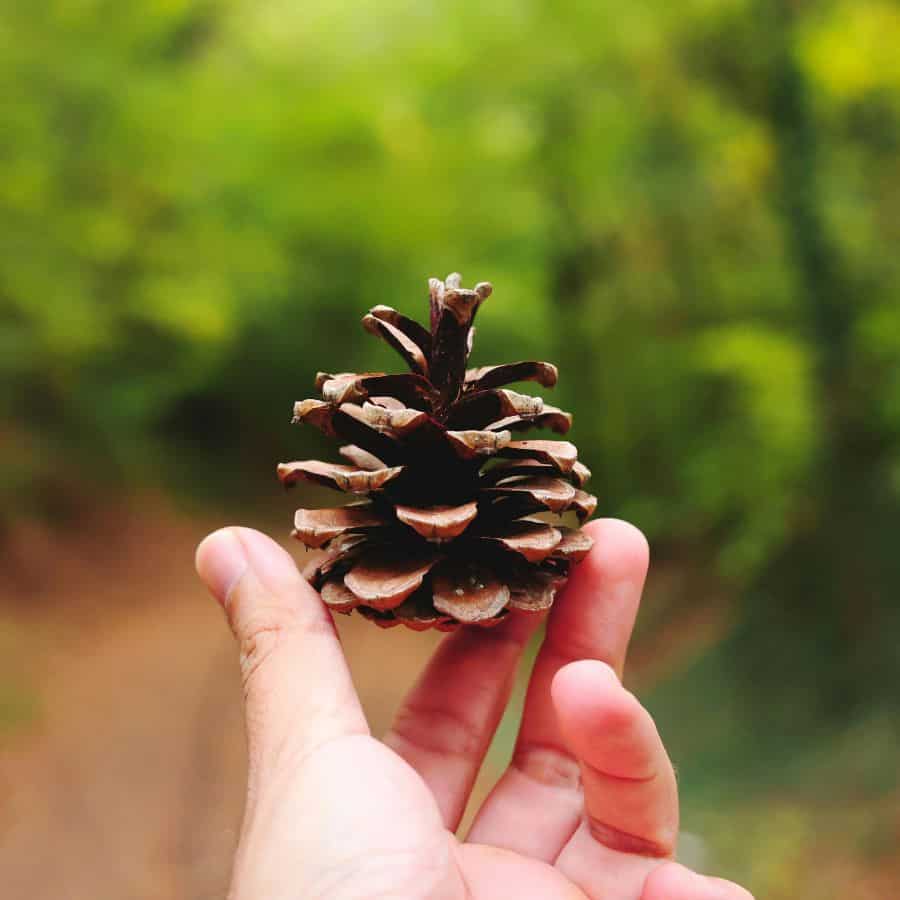 25889-ttlid-2719-pine-cones-for-garden-t1