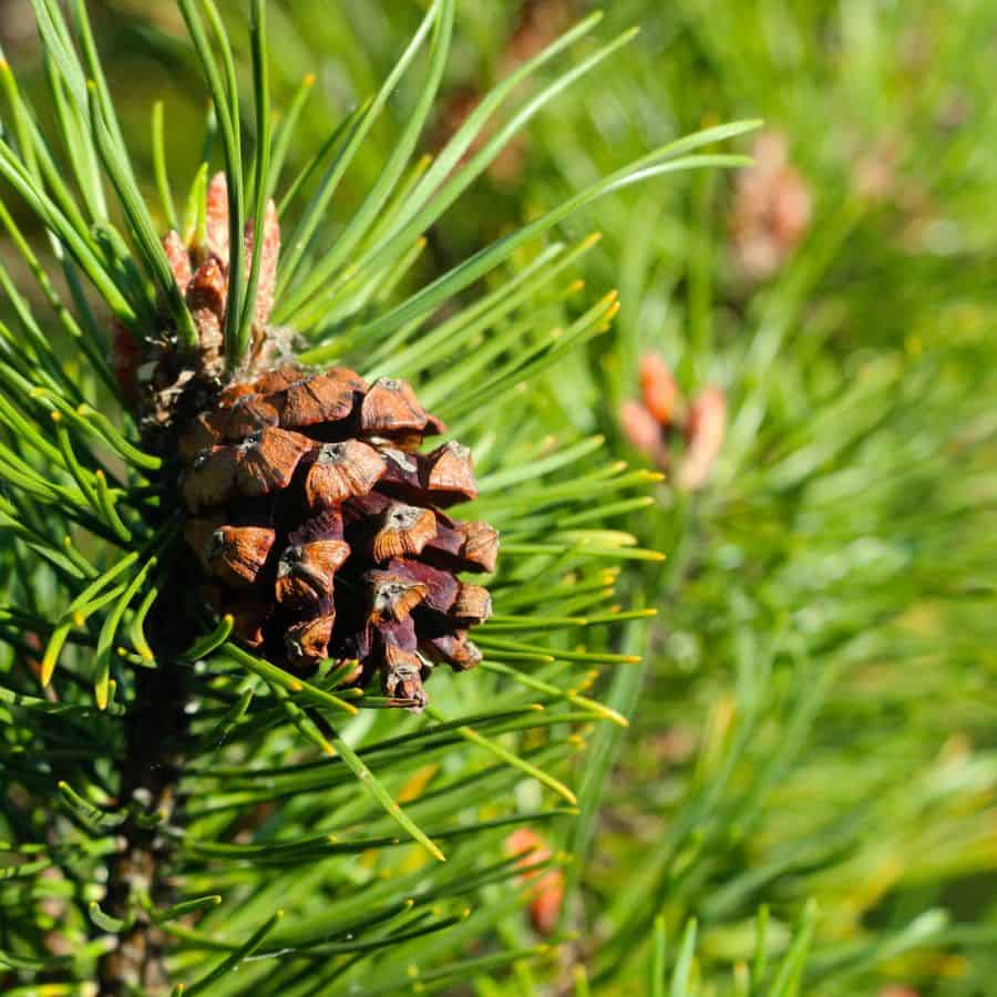 25889-ttlid-2720-pine-cones-for-garden-t1