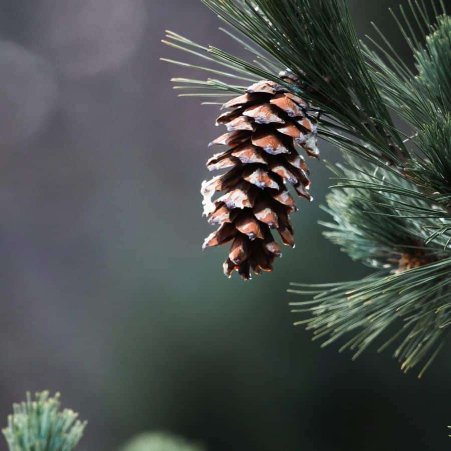 25889-ttlid-2721-pine-cones-for-garden-t1