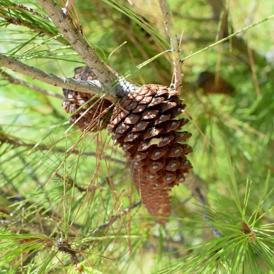 25889-ttlid-2722-pine-cones-for-garden-t1