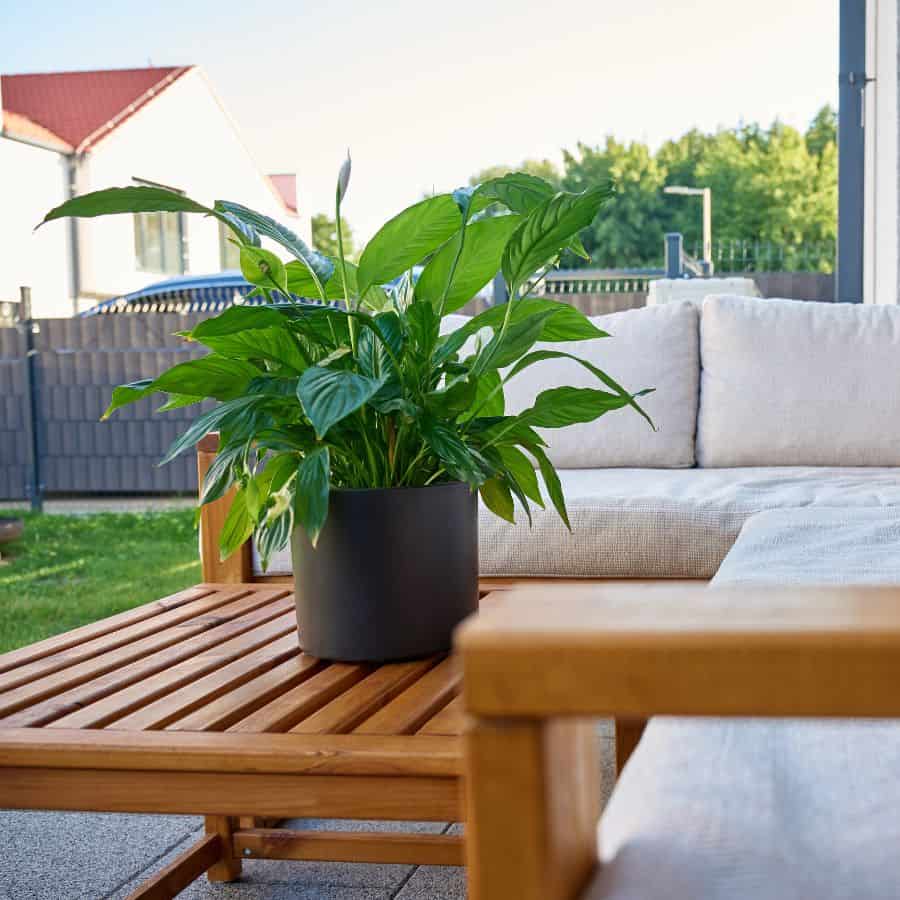 25890-ttlid-2723-why-peace-lilies-fail-in-fall-t1