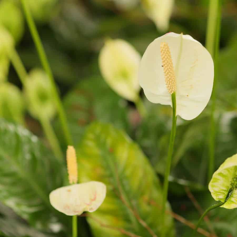 25890-ttlid-2724-why-peace-lilies-fail-in-fall-t1