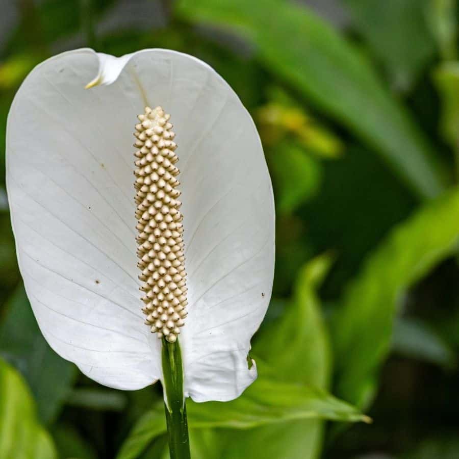 25890-ttlid-2725-why-peace-lilies-fail-in-fall-t1