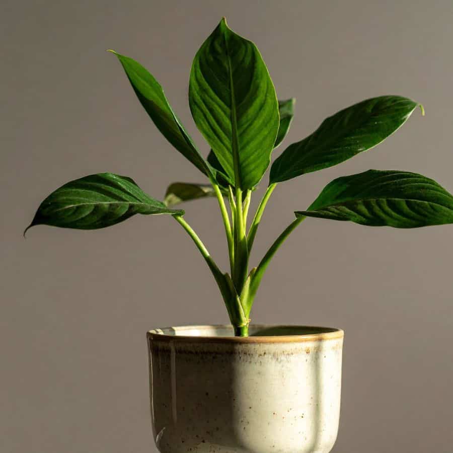 25890-ttlid-2726-why-peace-lilies-fail-in-fall-t1