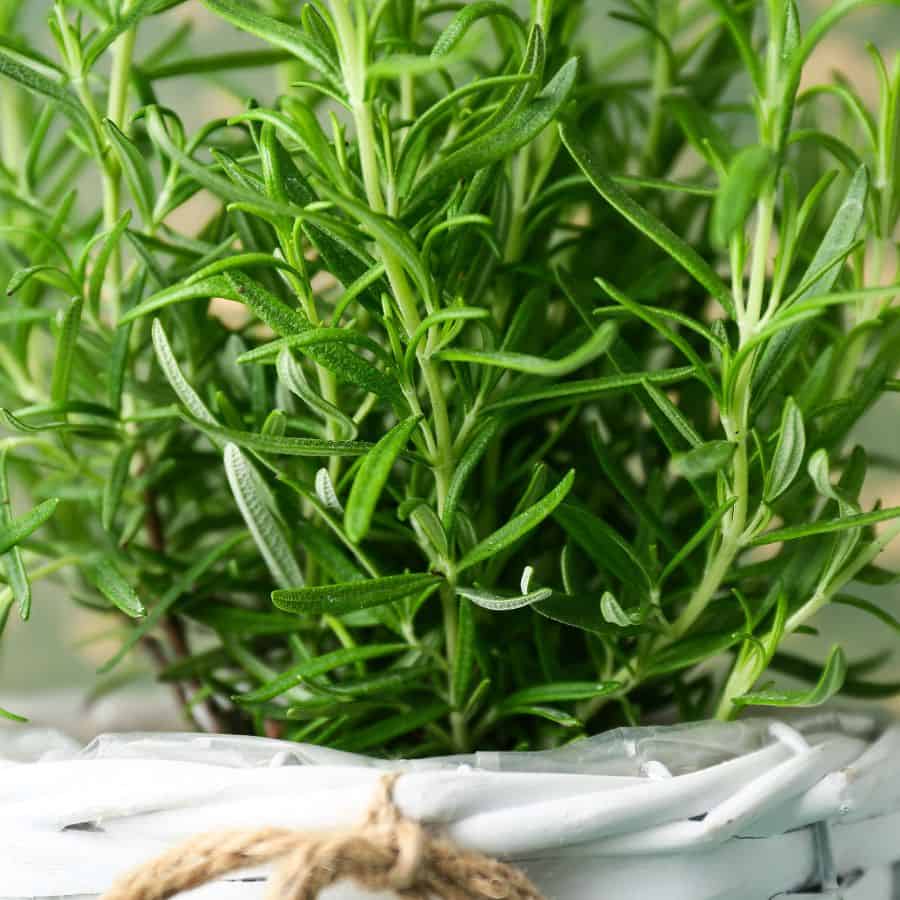 25901-ttlid-2835-forget-fancy-diffusers-t1