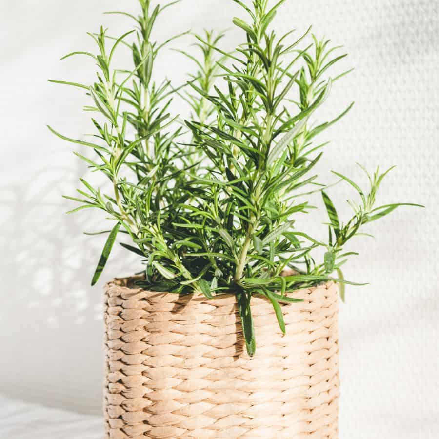 25901-ttlid-2836-forget-fancy-diffusers-t1