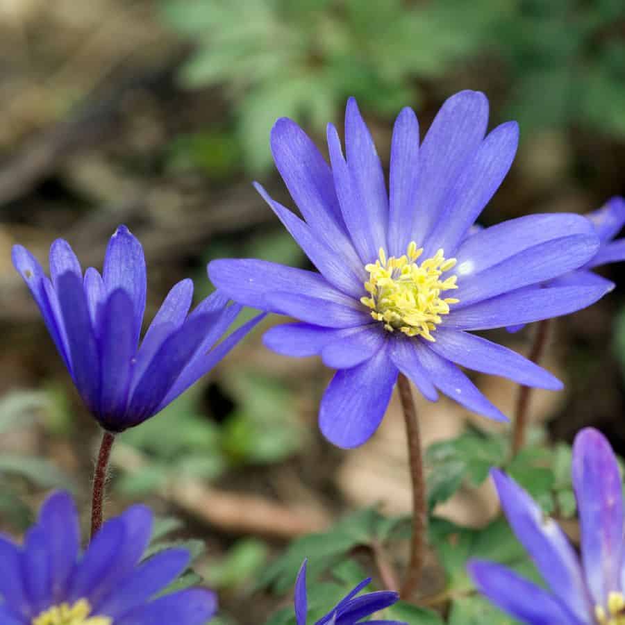 25904-ttlid-2866-fall-planted-bulbs-bloom-earliest-t1