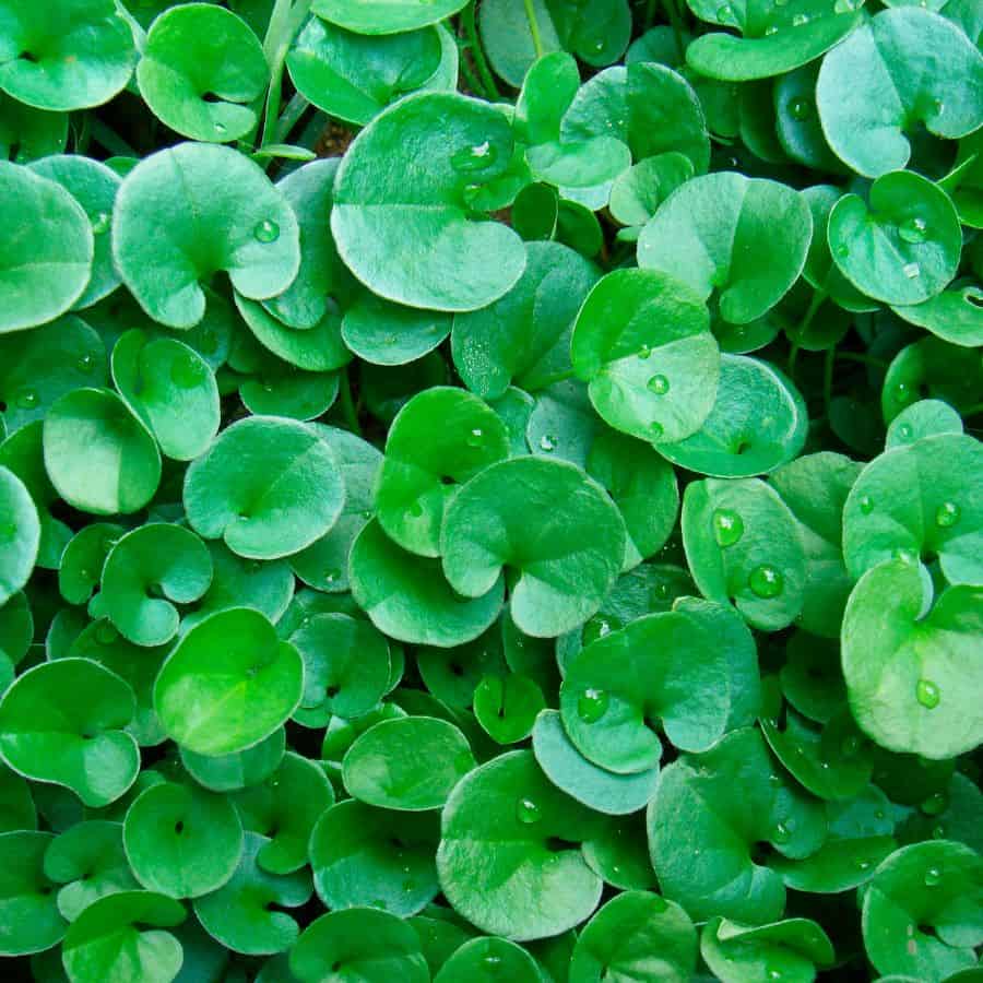 25910-ttlid-2888-never-pull-weeds-again-t1