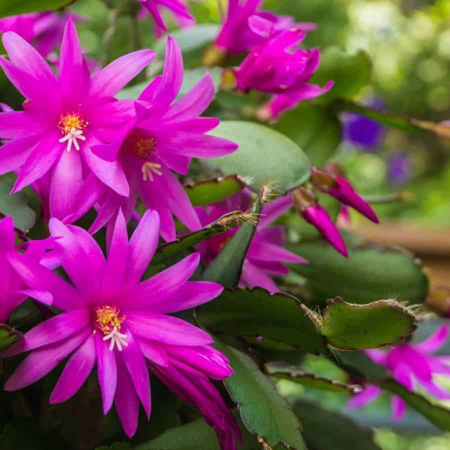 25912-ttlid-2907-why-christmas-cacti-die-t1