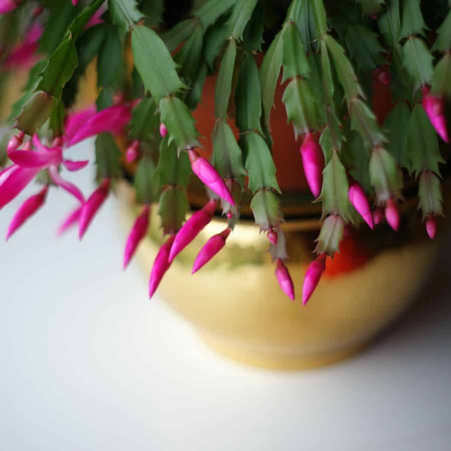 25912=ttlid-2906-why-christmas-cacti-die-t1