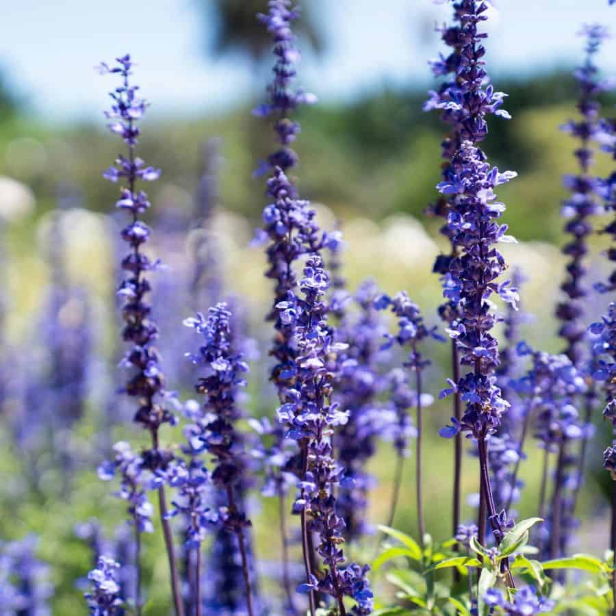 25913-ttlid-2908-adding-a-lavender-border-t1