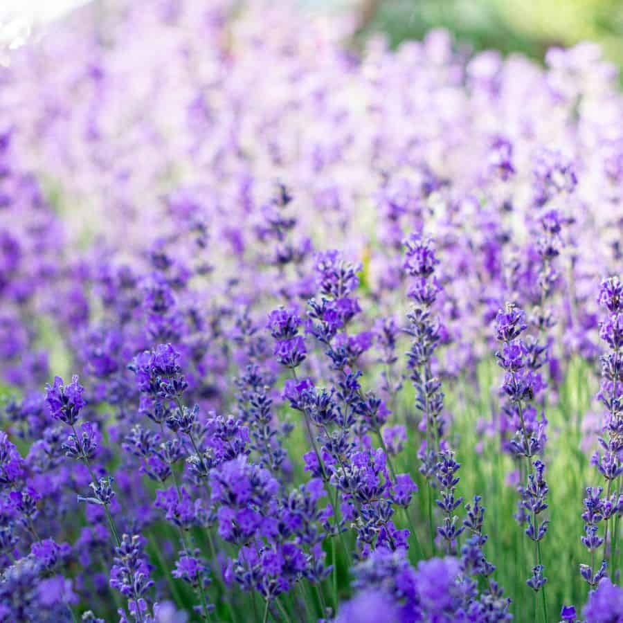 25913-ttlid-2909-adding-a-lavender-border-t1