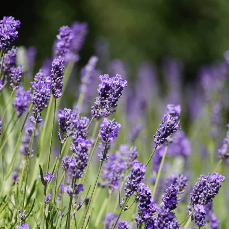25913-ttlid-2910-adding-a-lavender-border-t1