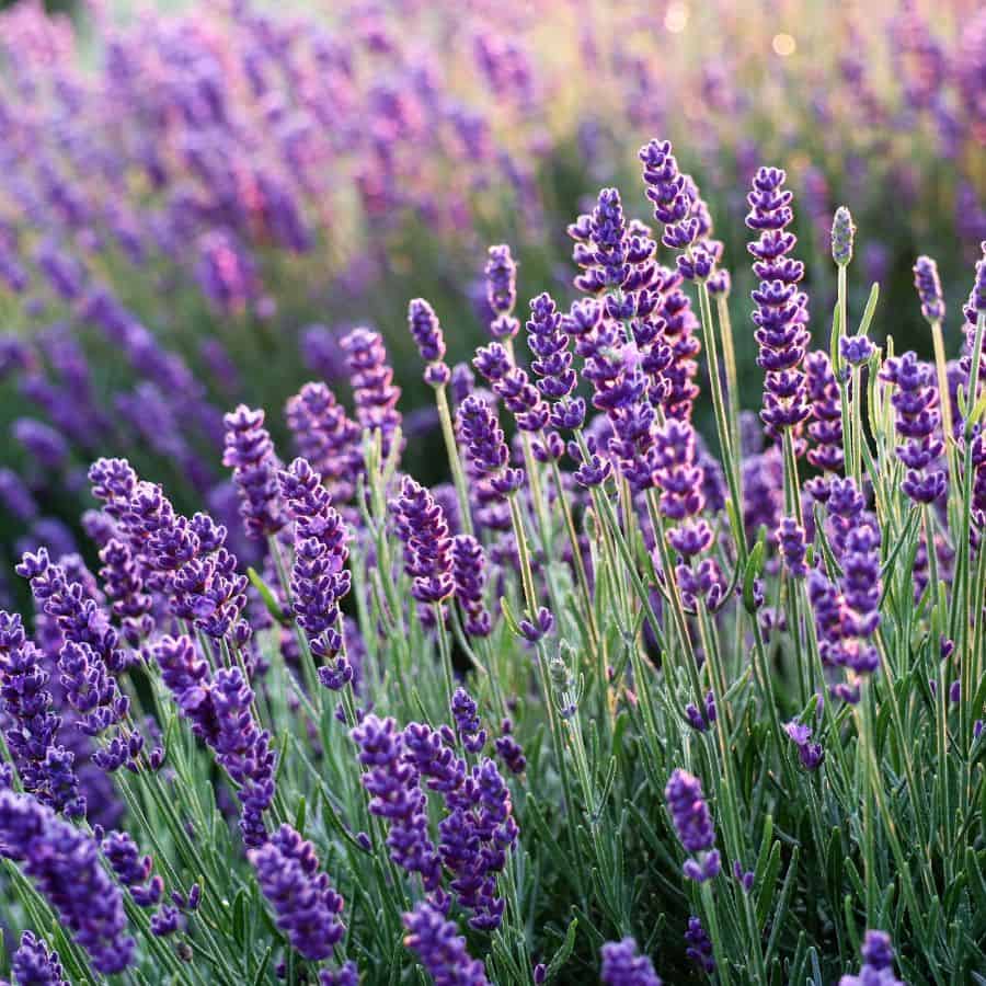 25913-ttlid-2911-adding-a-lavender-border-t1