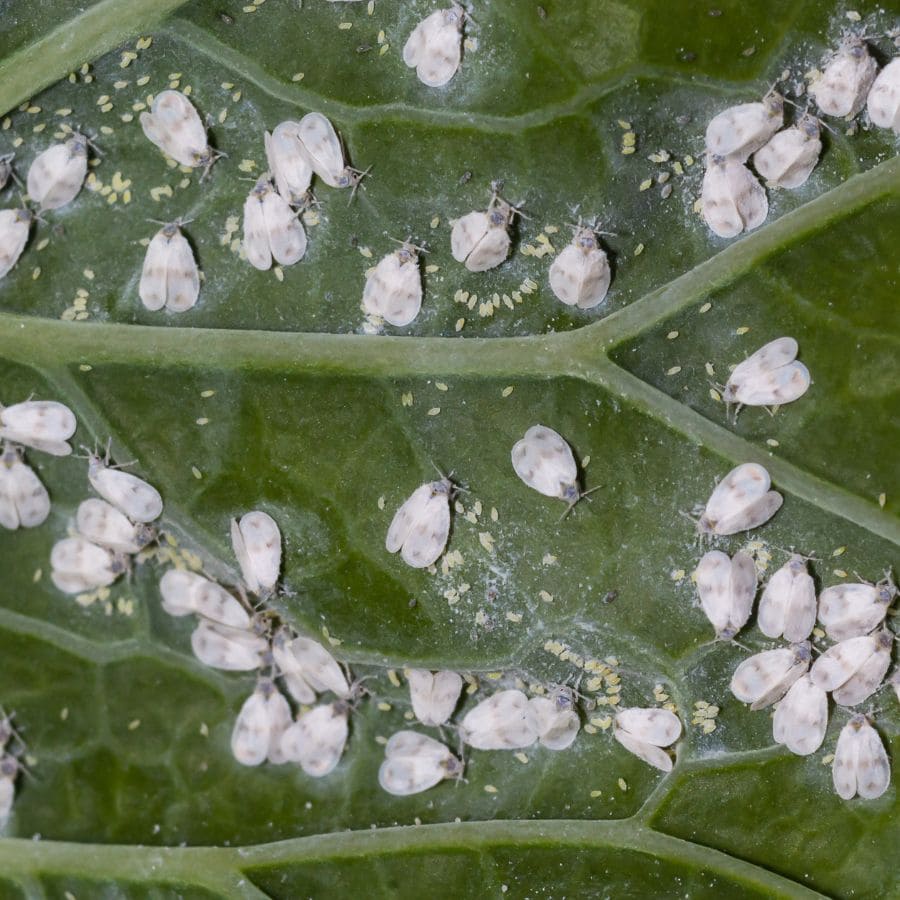 2728-ttlid-3063-whiteflies-love-hibiscus-t1