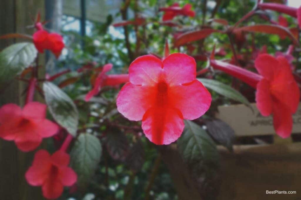 achimenes hot water plant