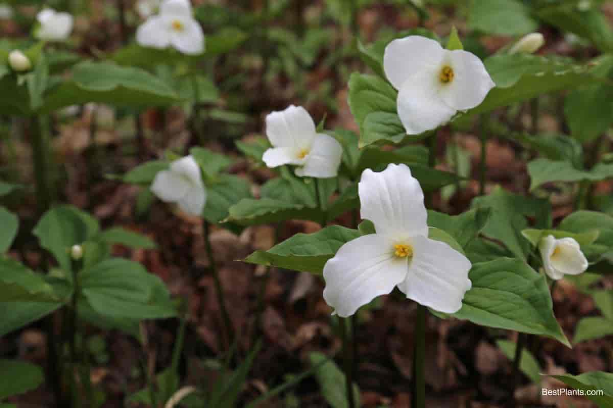 trillium flowers