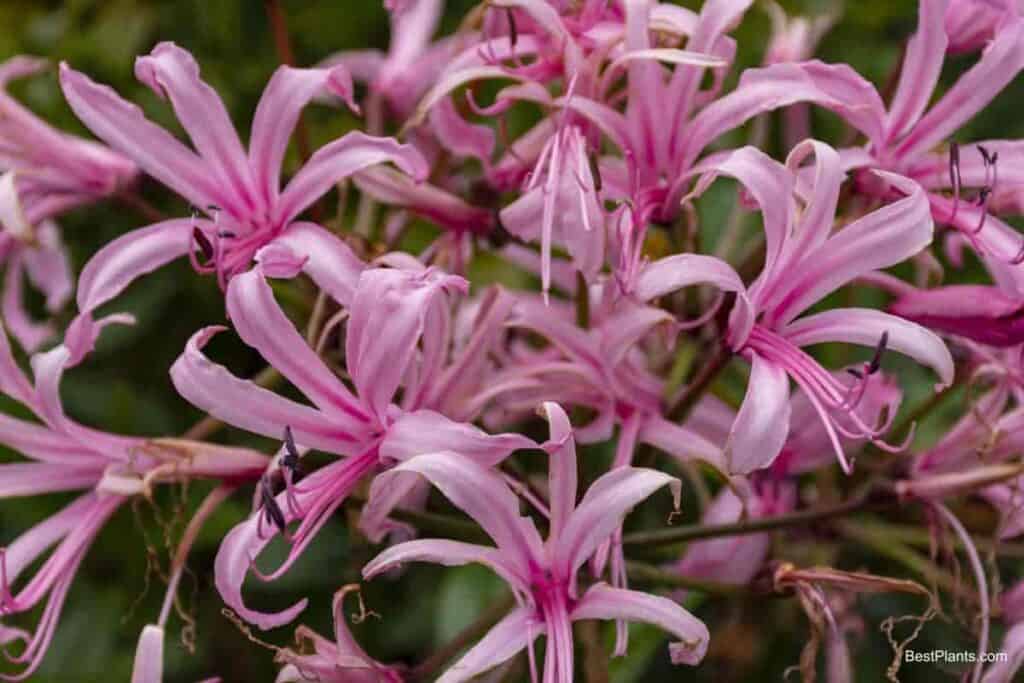 Nerine Amaryllis