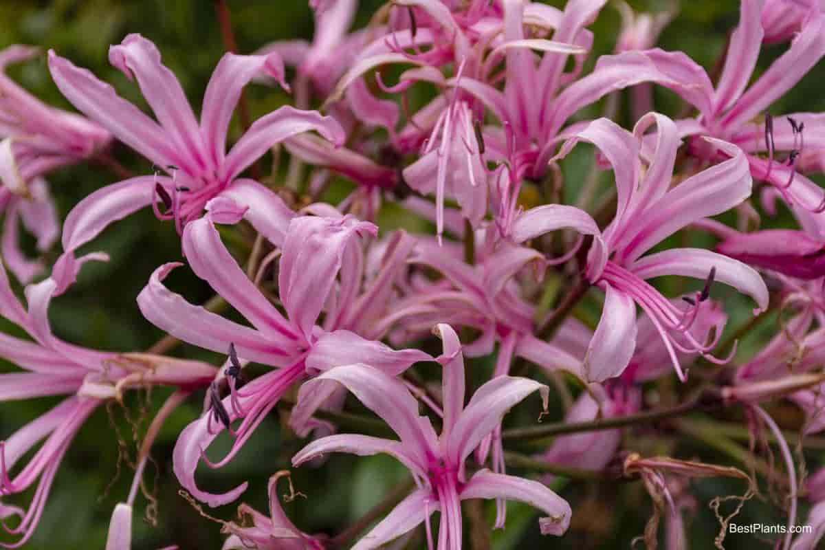 Nerine Amaryllis