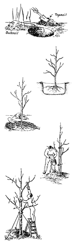Moving and Planting Trees