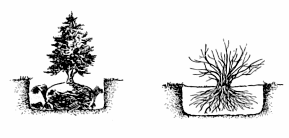 Planting Trees
