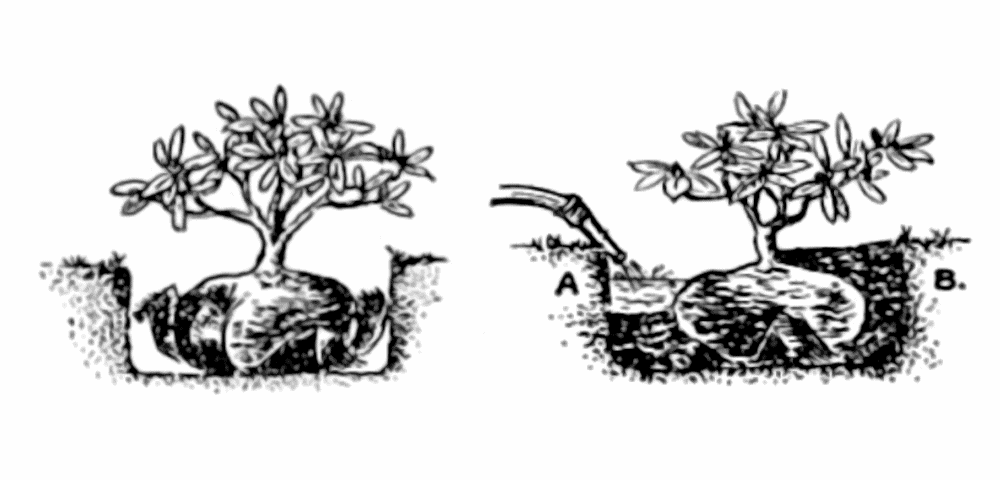 Moving Plants