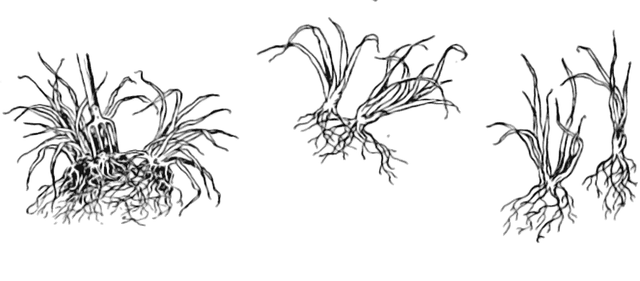 Divide Daylily clumps