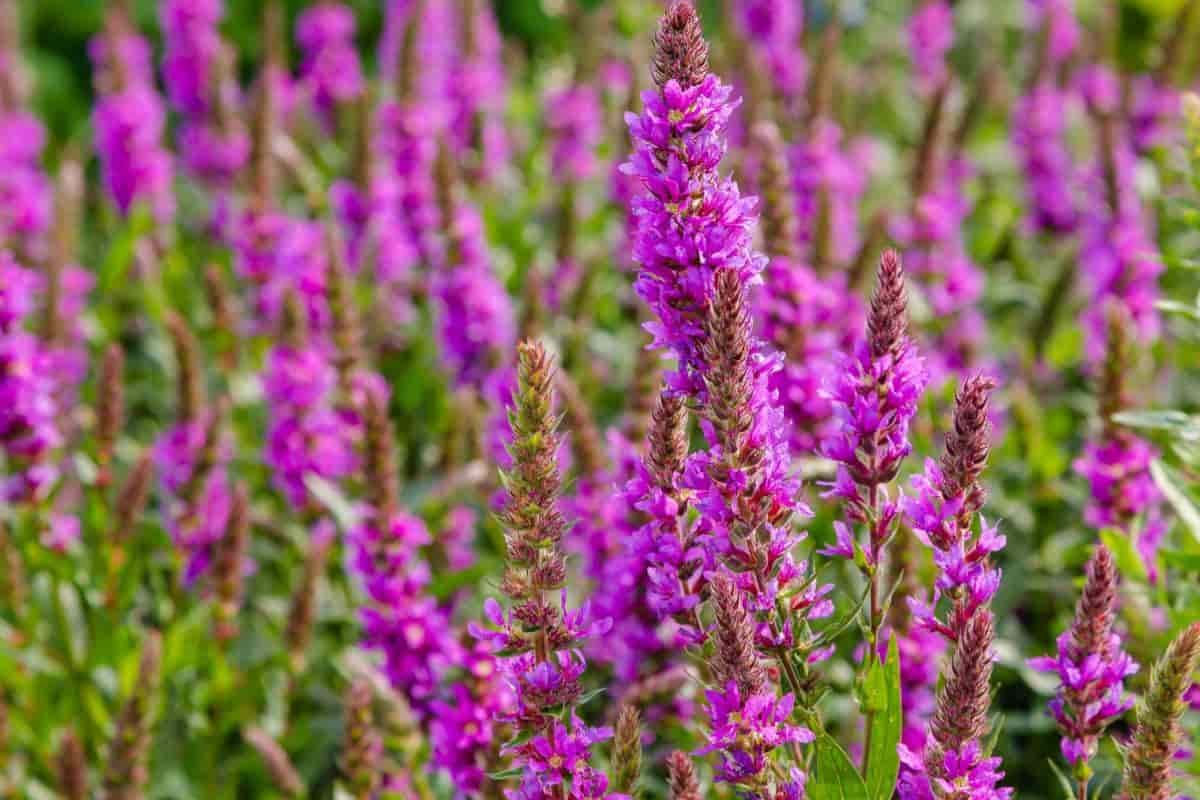 Growing Lythrum