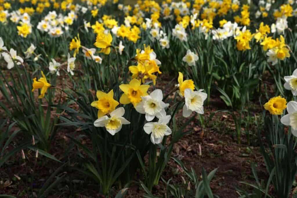 Daffodil Growing Up