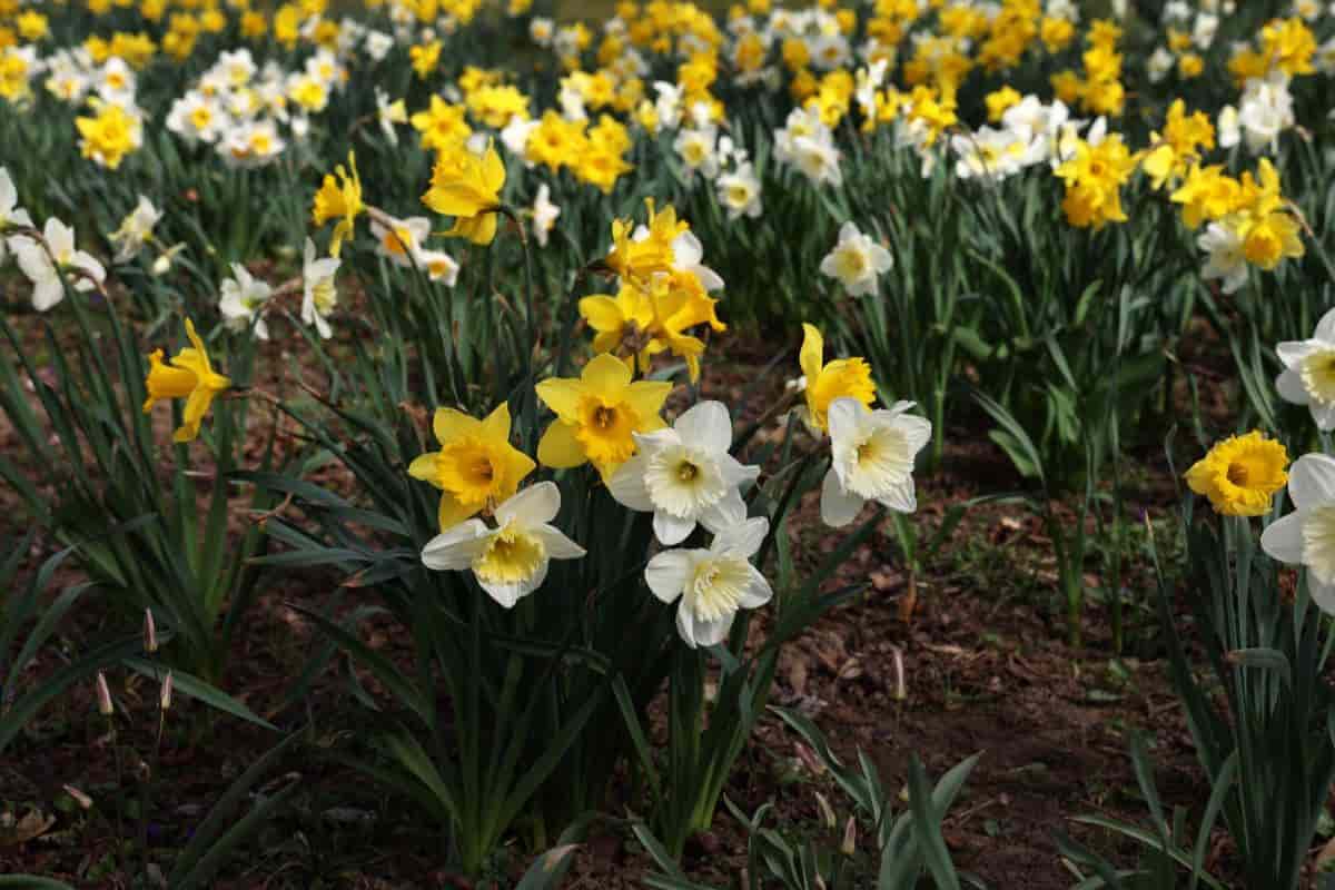 Daffodil Growing Up