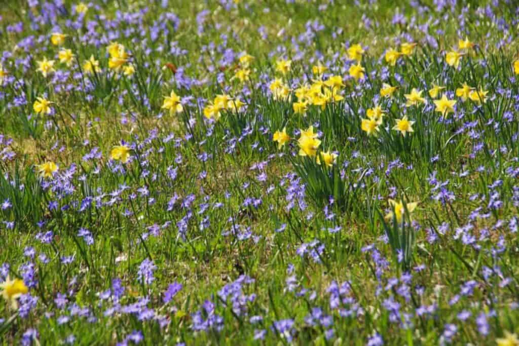 Spring Glory