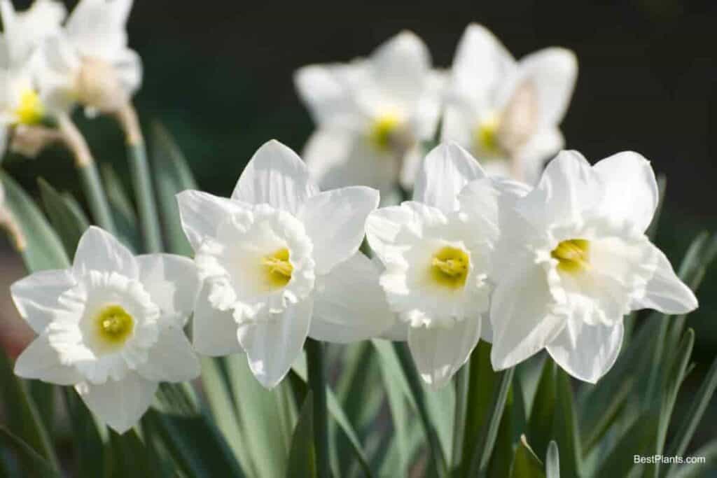 summer springs beginning