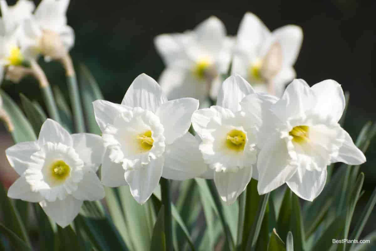 summer springs beginning