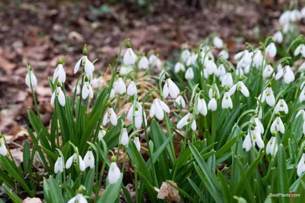 angles bulbs plant