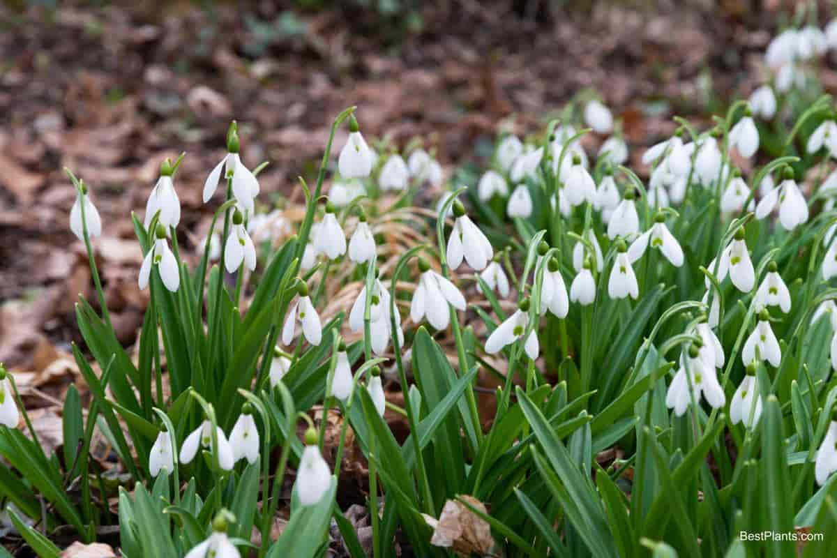 angles bulbs plant