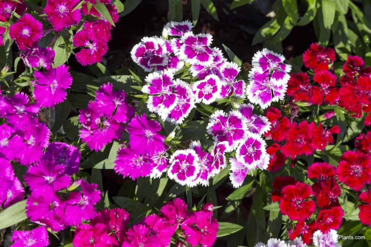 perennials plant