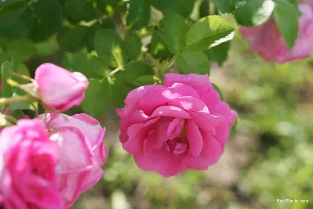 pushing bloom roses