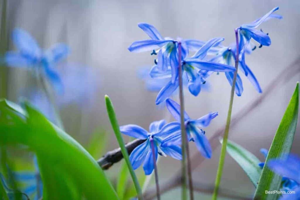 season bulb planting west
