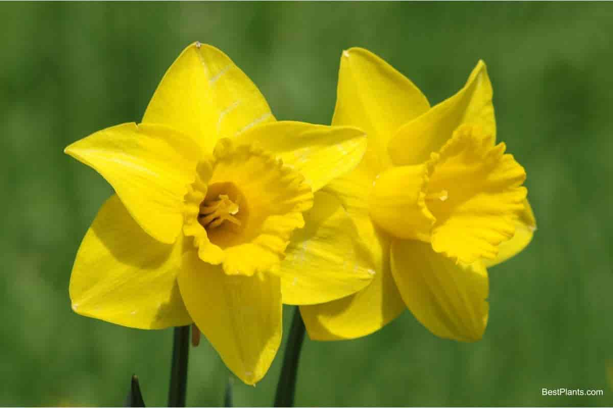 yellow daffodil