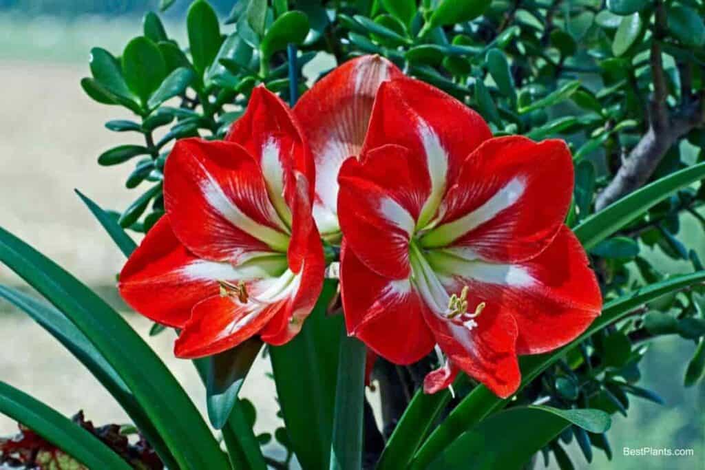 Colorful Amaryllis flowers