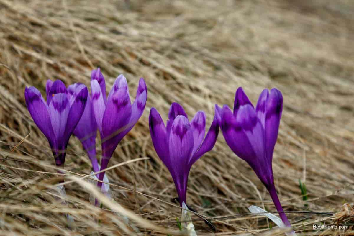 planting crocus