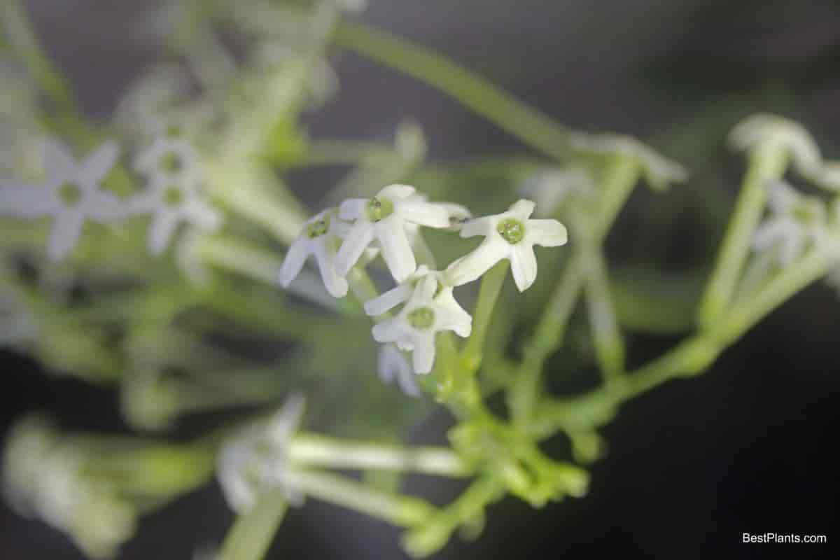 nature air deodorizer
