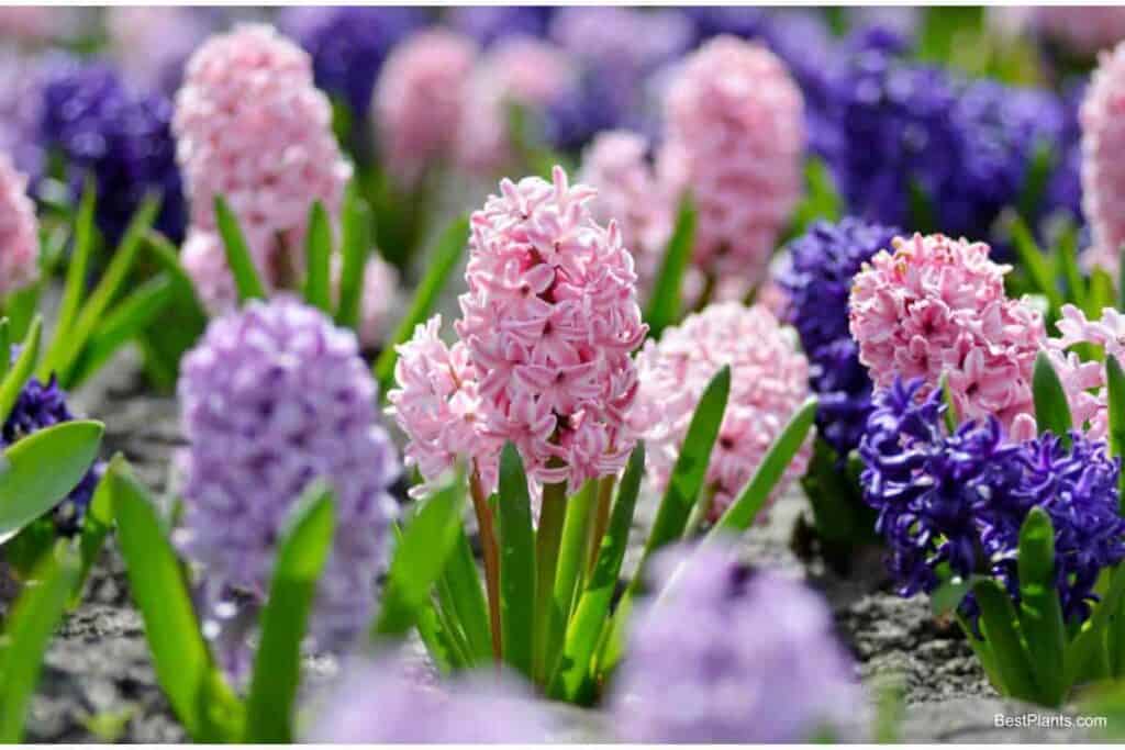 Planting Flowers in Early Spring