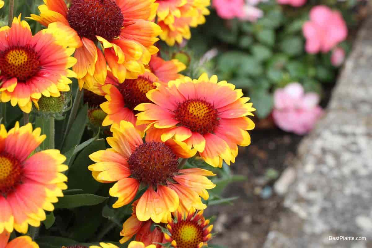 Blooming Gaillardia
