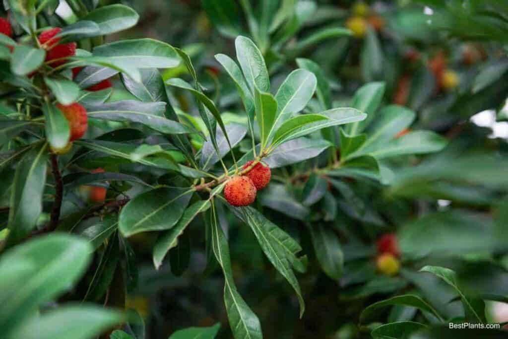 berried shrubs vine