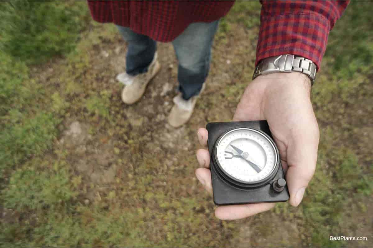 plant with compass